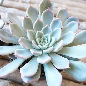 楽天市場 多肉植物 ピンクザラゴーサの通販