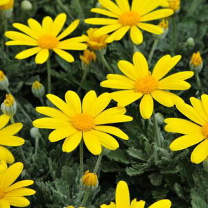 ユリオプスデージー 花苗 花芽付き 黄色 イエロー 黄色 花期も長く周年楽しめる花 ユリオプス デージー 販売 通販 種類