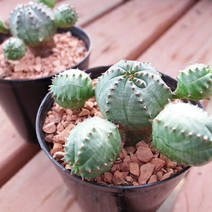 楽天市場 ユーフォルビア オベサブロウ 多肉植物 タニクショクブツ 非耐寒性多年草 2 5号サイズの鉢植え 母の日 花 ガーデニング岐阜緑園