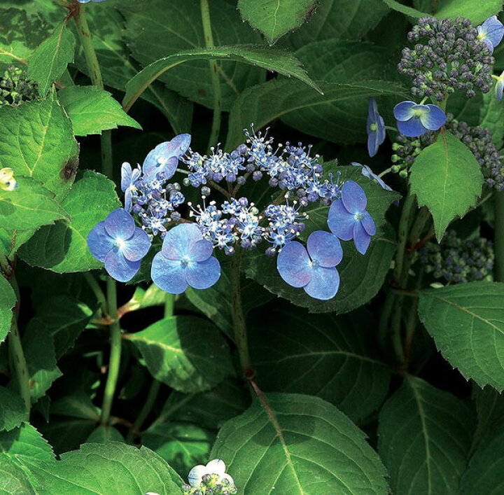 楽天市場 山あじさい アジサイ あじさい 紫陽花 3株セット 芽が出始めた花苗 販売 通販 種類 母の日 花 ガーデニング岐阜緑園