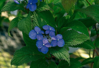 楽天市場 山あじさい アジサイ あじさい 紫陽花 3株セット 芽が出始めた花苗 販売 通販 種類 母の日 花 ガーデニング岐阜緑園