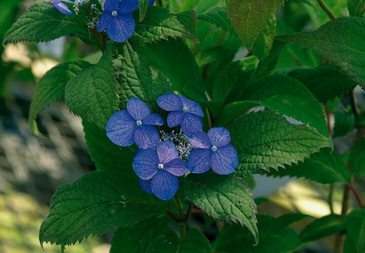 楽天市場 山あじさい アジサイ あじさい 紫陽花 3株セット 芽が出始めた花苗 販売 通販 種類 母の日 花 ガーデニング岐阜緑園