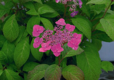 楽天市場 山あじさい アジサイ あじさい 紫陽花 3株セット 芽が出始めた花苗 販売 通販 種類 母の日 花 ガーデニング岐阜緑園