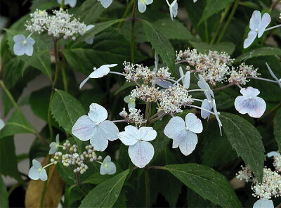 楽天市場 山あじさい アジサイ あじさい 紫陽花 3株セット 芽が出始めた花苗 販売 通販 種類 母の日 花 ガーデニング岐阜緑園