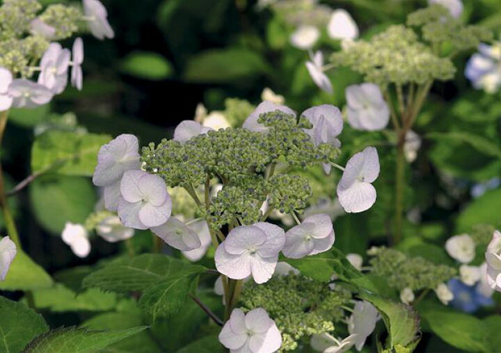 楽天市場 山あじさい アジサイ あじさい 紫陽花 3株セット 芽が出始めた花苗 販売 通販 種類 母の日 花 ガーデニング岐阜緑園 楽天市場 山あじさい アジサイ あじさい 紫陽花 3株セット 芽が出始めた花苗 販売 通販 種類 母の日 花 ガーデニング岐阜緑園
