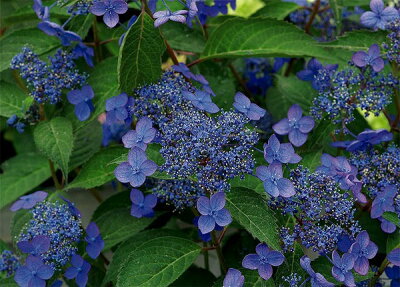楽天市場 山あじさい アジサイ あじさい 紫陽花 3株セット 芽が出始めた花苗 販売 通販 種類 母の日 花 ガーデニング岐阜緑園