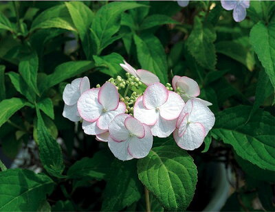 楽天市場 山あじさい アジサイ あじさい 紫陽花 3株セット 芽が出始めた花苗 販売 通販 種類 母の日 花 ガーデニング岐阜緑園
