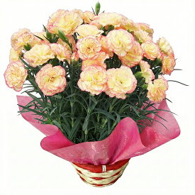 母の日 カーネーション 5号鉢 赤 クマのぬいぐるみピック付き レッド ピンク さくらもなか オレンジ パープル イエローなど鉢植え 母の日ピック 選べる16色 母の日 ギフト プレゼント 母 5号サイズ 送料無料 鉢花カーネーション 花 2026年