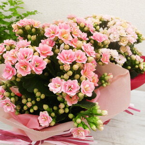 ̓ JRG NC[[Y N 4TCY A bsOt DsÑOf[V ꕔn   ̓v[g 2026N