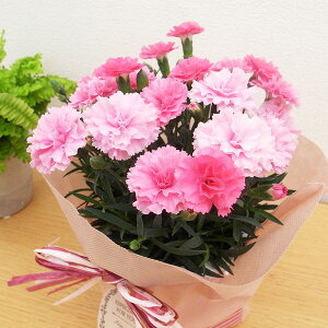 ̓ J[l[V ACu[ 4TCY sN  A ̓v[g Mtg ꕔn  sNłԐF̕ωy߂ 2026N