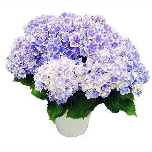 あじさい アジサイ 8色から選べる 紫陽花 母の日プレゼント 5号サイズ 鉢植え ハイドランジア プレゼント レッド ピンク パープル ブルー ホワイト 特大ボリューム満点 送料無料 鉢花 母の日