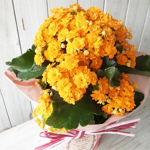 ̓ JRG NC[[Y N 4TCY A bsOt DsÑOf[V ꕔn   ̓v[g 2026N