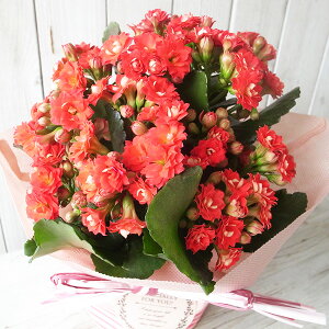 ̓ JRG NC[[Y N 4TCY A bsOt DsÑOf[V ꕔn   ̓v[g 2026N