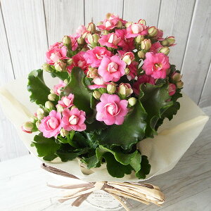 ̓ JRG NC[[Y N 4TCY A bsOt DsÑOf[V ꕔn   ̓v[g 2026N