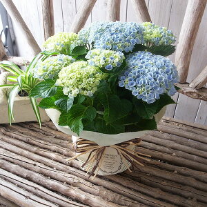  AWTC 8FIׂ z ̓v[g 5TCY A nChWA v[g bh sN p[v u[ zCg {[_   ̓