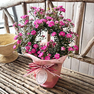 2種から選べる 薔薇 リング仕立て ツル ミニバラ 鉢植え 母の日 プレゼント 特大ボリューム満点 送料無料 鉢花 母の日ギフトフラワー 花 ギフト 母の日 2026年