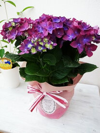 あじさい アジサイ 8色から選べる 紫陽花 母の日プレゼント 5号サイズ 鉢植え ハイドランジア プレゼント レッド ピンク パープル ブルー ホワイト 特大ボリューム満点 送料無料 鉢花 母の日ギフトフラワー 花 鉢植え 母の日 2026年