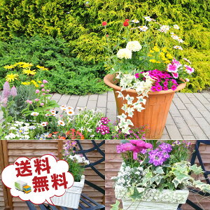 観葉植物 福袋 母の日 季節の花苗またはミニ観葉植物5株セット 送料無料で他との同一梱包可 誕生日プレゼント観葉植物 寄せ植えに観葉植物 リーフプランツ かんようしょくぶつ ギフト プ