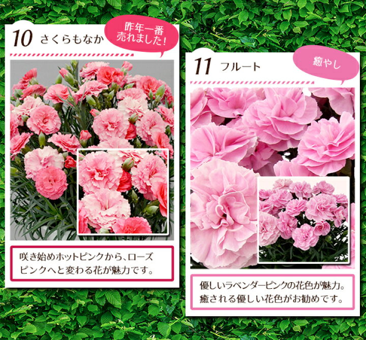 楽天市場 母の日 カーネーション 6株セット鉢植え 18年の数あるカーネーション花色をお任せで6株まとめてお届けいたします 母の日 ギフト プレゼント 5号サイズ 送料無料 Flower ボリューム満点 鉢花カーネーション 花 母の日 花 ガーデニング岐阜緑園