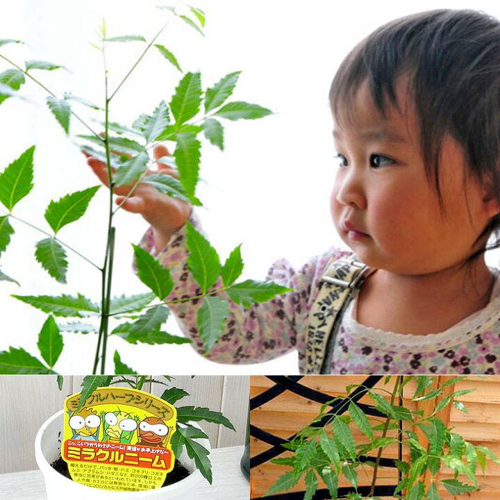 楽天市場 ニーム ミラクルニーム 虫除け ニームの木 鉢植え ミラクルハーブ 蚊よけ植物 蚊除け 防虫 害虫 有機栽培にこだわる観葉植物 ギフト プレゼント 母の日 花 ガーデニング岐阜緑園