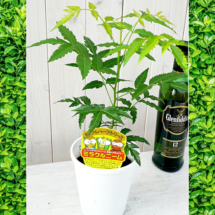 楽天市場 ニーム ミラクルニーム 虫除け ニームの木 鉢植え ミラクルハーブ 蚊よけ植物 蚊除け 防虫 害虫 有機栽培にこだわる観葉植物 ギフト プレゼント 母の日 花 ガーデニング岐阜緑園