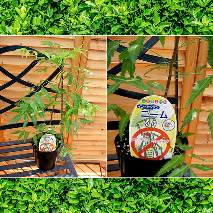 楽天市場 ニーム ミラクルニーム 虫除け ニームの木 鉢植え ミラクルハーブ 蚊よけ植物 蚊除け 防虫 害虫 有機栽培にこだわる観葉植物 ギフト プレゼント 母の日 花 ガーデニング岐阜緑園