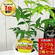ニーム ミラクルニーム 2株セット 鉢植え 虫除け ニームの木 ミラクルハーブ 蚊除け 蚊よけ植物 防虫 害…