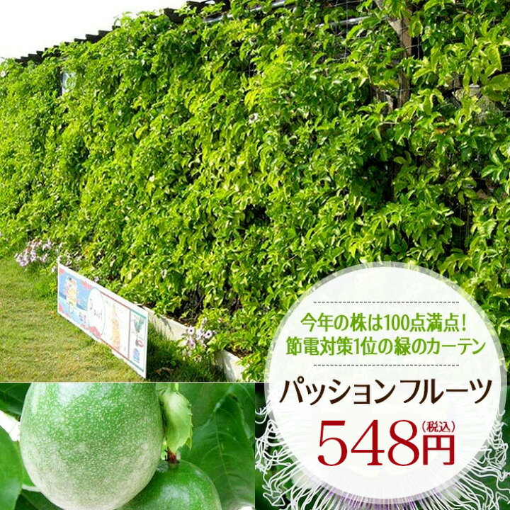楽天市場 パッションフルーツ苗 緑のカーテン グリーンカーテン 時計草 夏の節電対策に トケイソウ 日よけ 3号サイズから3 5号サイズ 母の日 花 ガーデニング岐阜緑園