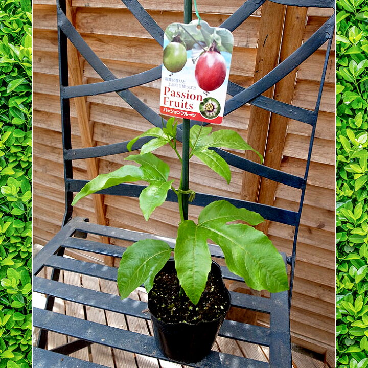 楽天市場 パッションフルーツ苗 緑のカーテン グリーンカーテン 時計草 夏の節電対策に トケイソウ 日よけ 3号サイズから3 5号サイズ 母の日 花 ガーデニング岐阜緑園