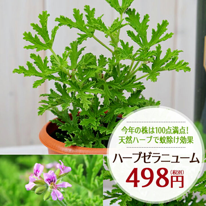 楽天市場 虫除け 蚊よけ ハーブゼラニウム 鉢植え ハーブゼラニューム ハーブ ゼラニューム 苗 ゼラニウム 苗 ピンクの花 ガーデン 母の日 花 ガーデニング岐阜緑園