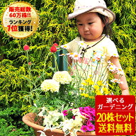 花苗 選べる花ガーデニング 福袋 母の日プレゼント 季節の花苗セット 春の花 ギフト 福袋 花壇 花 送料無…