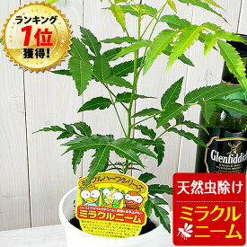 ニーム ミラクルニーム 虫除け ニームの木 鉢植え ミラクルハーブ 蚊よけ植物 蚊除け 防虫 害虫 有機栽培にこだわる観葉植物 ギフト プレゼント