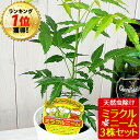 ニーム ミラクルニーム 3株セット 鉢植え 虫除け ニームの木 ミラクルハーブ 蚊除け 蚊よけ植物 防虫 害虫 有機栽培にこだわる