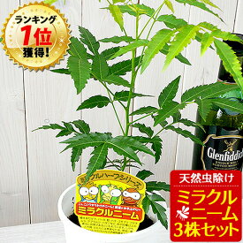 【4月17日より発送】ニーム ミラクルニーム 3株セット 鉢植え 虫除け ニームの木 ミラクルハーブ 蚊除け 蚊よけ植物 防虫 害虫 有機栽培にこだわる