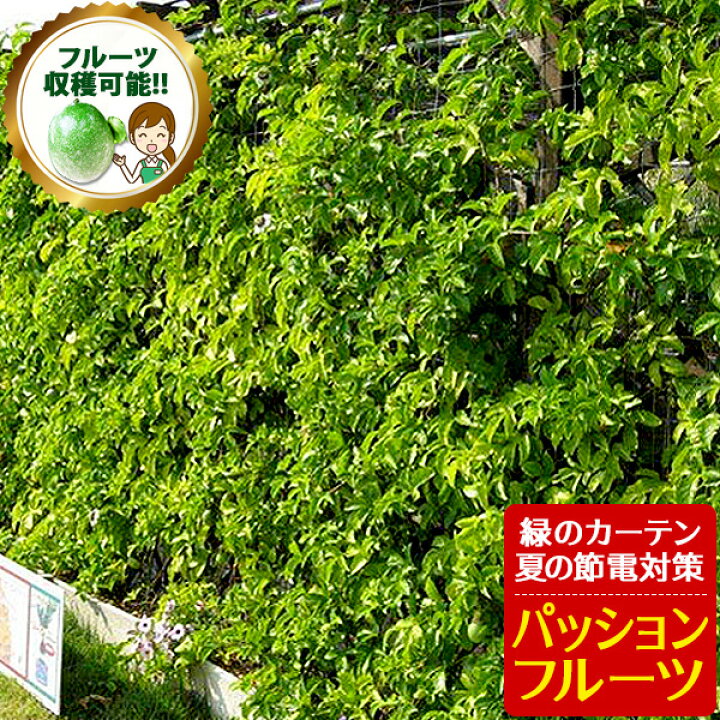 楽天市場 パッションフルーツ苗 緑のカーテン グリーンカーテン 時計草 夏の節電対策に トケイソウ 日よけ 3号サイズから3 5号サイズ 母の日 花 ガーデニング岐阜緑園 楽天市場 パッションフルーツ苗 緑のカーテン グリーンカーテン 時計草 夏の節電対策に トケイソウ 日よけ 3号サイズから3 5号サイズ 母の日 花 ガーデニング岐阜緑園