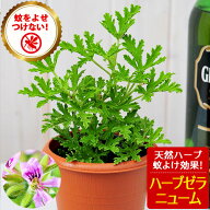 虫除け 蚊よけ ハーブゼラニウム 鉢植え ハーブゼラニューム　ハーブ　ゼラニューム 苗 ゼラニウム 苗 ピ…