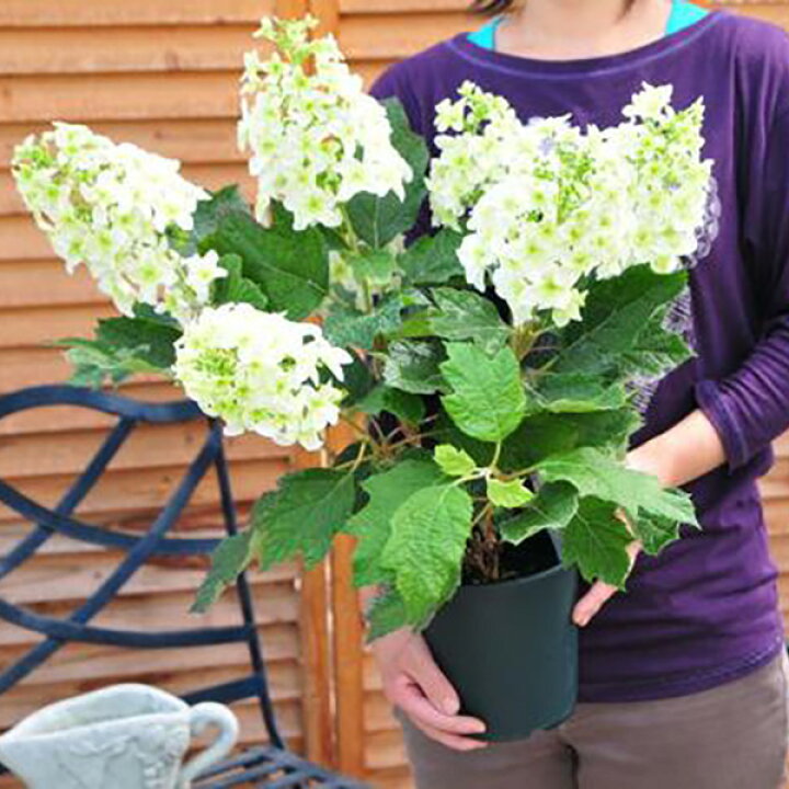 楽天市場 カシワバアジサイ5号 鉢植え アジサイ あじさい 鉢花 純白の花が豪華な八重咲き 販売 通販 種類 母の日 花 ガーデニング岐阜緑園