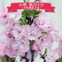 桜 サクラ 盆栽 山桜 旭山4号陶器鉢!お部屋で花見を♪今年 開花予定 サクラ 鉢花 鉢植え 盆栽 ピンクの桜 八重花が魅力 バラ科 落葉高木 ギフト 春 プレ...