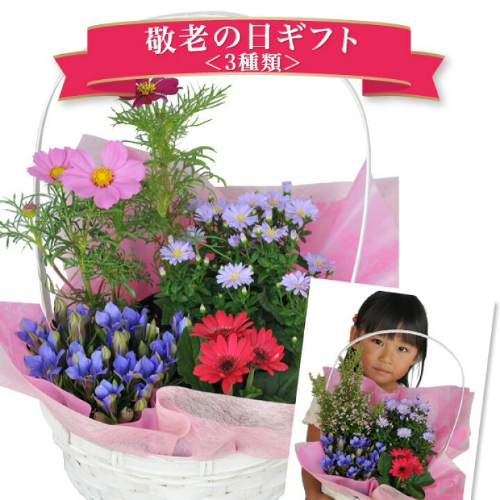 楽天市場 遅れてごめんね 敬老の日 プレゼント 寄せ植え アレンジバスケット敬老の日ギフト 花 フラワー 敬老の日プレゼント 送料無料 敬老の日 おばあちゃん 祖母 プレゼント 孫 母の日 花 ガーデニング岐阜緑園
