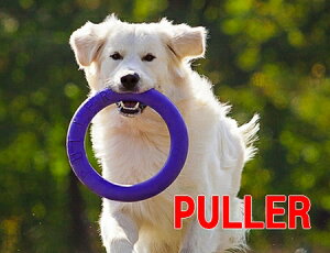 お試し！1個　PULLER MIDI（中）プラー 中大型犬用 Mサイズ 丈夫なおもちゃ　リング　輪のおもちゃ 紫の輪っか　ドーナツ 犬のおもちゃ5000円(税抜)以上送料無料！　/【RCP】