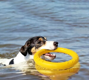 リングディスク 水陸両用 トレーニングトイ 大型犬用 レトリーブトイ 水遊びにも最適なおもちゃ  プラー(PULLER)好きに!5000円(税抜)以上送料無料 /【RCP】