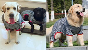 ^`^p@Ȃ ^p {[_[ ё΍pW}ɂ @Kzȏ㑗I