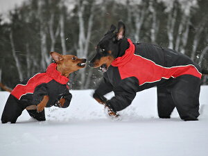 AEgbg@_R^Xm[X[c@[hbOfUCyEuro Dog DesignszhbOEFA, SALE@l@@@h