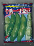 そら豆 千倉一寸そら豆 1L 渡辺農事(株) [種子/野菜]