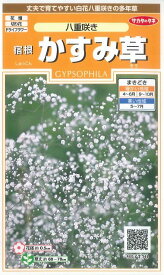花の種　宿根 かすみ草八重咲き　約110粒（株）サカタのタネ 実咲