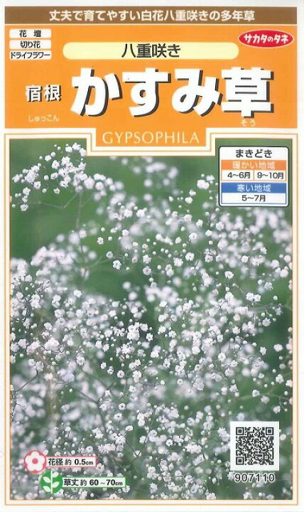 12月スーパーsale サカタのタネ公式 宿根かすみ草 種 小袋 約105粒 ホワイト 八重咲き 花 春まき 秋まき 春 夏 地植え 切り花 ドライフラワー 多年草 栽培 ガーデニング 園芸 ジプソフィラ 種子 タネ たね Ie Monogatari Jp