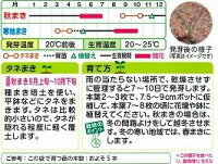 楽天市場 花の種 クラスペディアグロボーサゴールドスティック0 1mlタキイ交配 グリーンロフトネモト