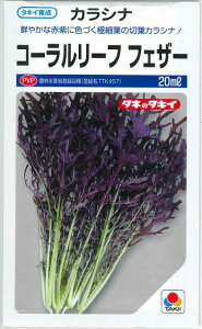 炵 R[[ttFU[ 20ml ^LCc()