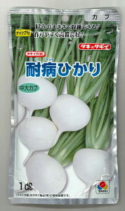 かぶ 耐病ひかり  1dl タキイ種苗(株)