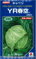 キャベツ YR春空 2000粒 タキイ種苗(株) [種子/野菜]